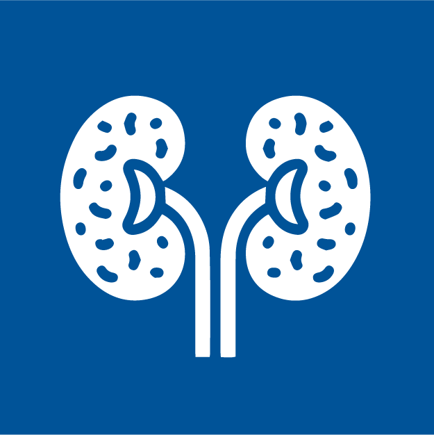 Kidney icon