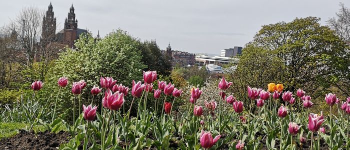 photo of spring flowers