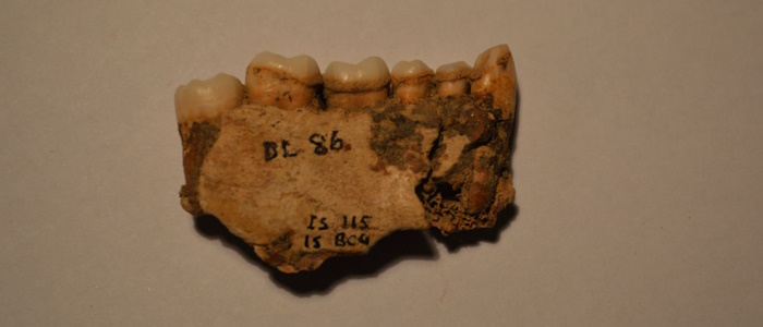 up Figure 1a DL86_BC4(IS115)_MAND_1 700x300