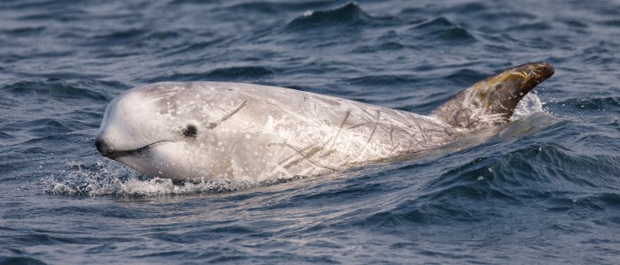 A dolphin in the sea