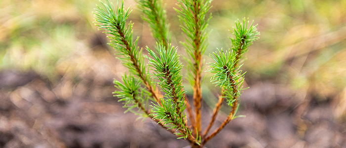Tree Planting