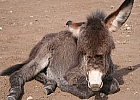 Donkey