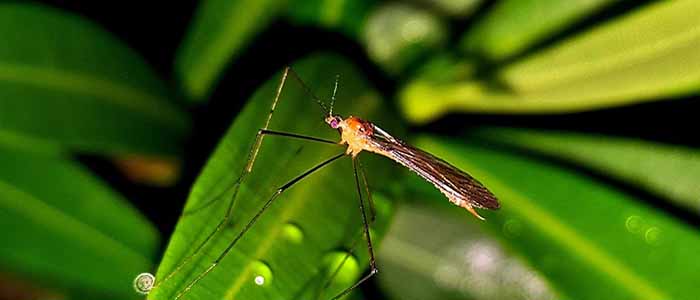 Image of a mosquito on green leaves