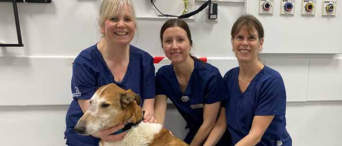 Image of Levi a large mixed breed dog with three veterinary consultants
