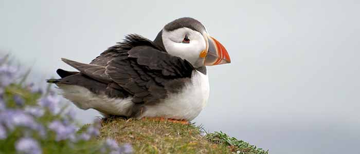 Image of a puffin on grass next to purple flowers