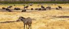 Image of the Serengeti with a flock of Wildebeest and a Zebra front of camera