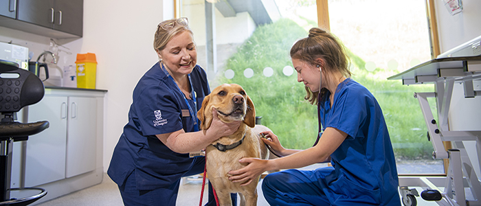Image of two veterinary students wearing scrubs and crouching holding a golden labrador