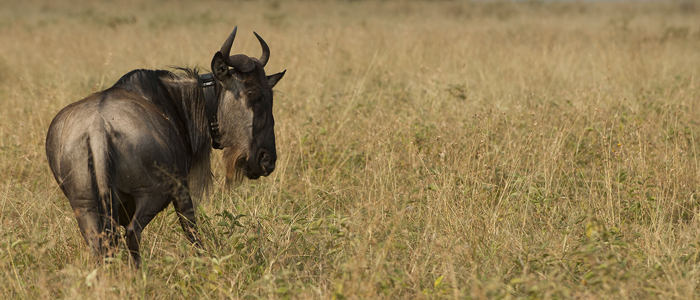 wildebeest