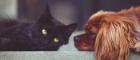 Image of a black and white cat and a red spaniel lying nose to nose