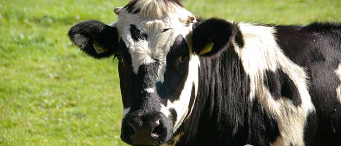 Image of a dairy cow next to a fence in a green field of grass
