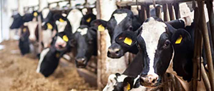 Image of dairy cattle in stalls in a barn with hay