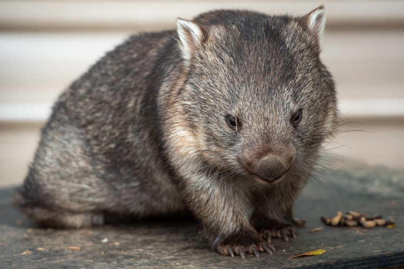 A wombat