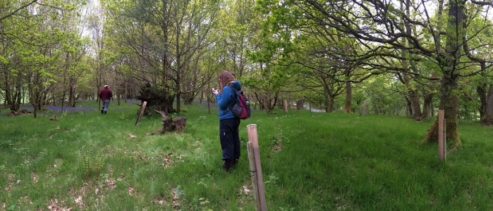 Person standing in woodland area