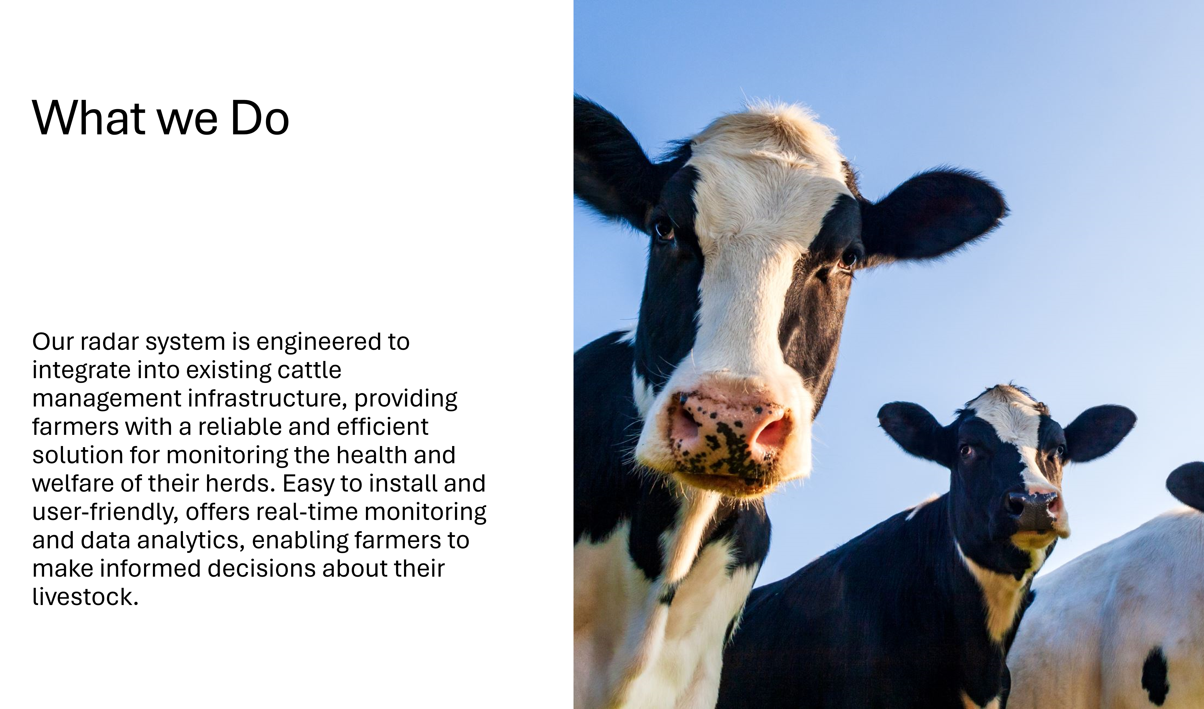 What we do - Our radar system is engineered to integrate into existing cattle management infrastructure, providing farmers with a reliable and efficient solution for monitoring the health and welfare of their herds. Easy to install and user-friendly, offers real-time monitoring and data analytics, enabling farmers to make informed decisions about their livestock. - picture of 3 cows looking at you