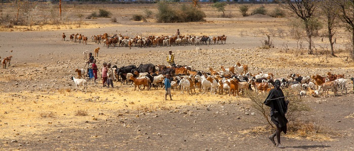 Farmers herd cattle in Tanzania