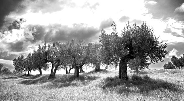 Dryland Agriculture and Land Use; Past Present and Future [AGRI-DRY]