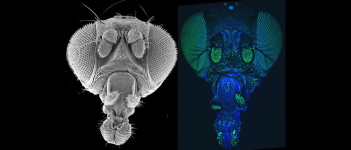 Fly Head - SEM vs Fluor_AJD and GIF