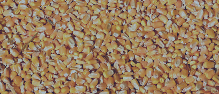 Banner sized image of corn kernels
