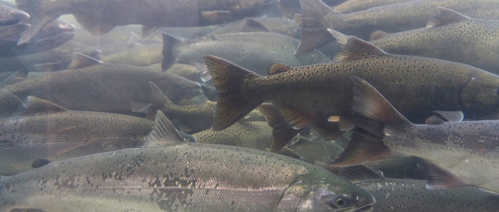 Fish swimming