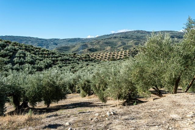 Dryland Agriculture and Land Use; Past, Present and Future Resilience (AGRI-DRY)