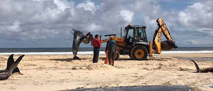 Image of SMASS researchers lifting stranded whales with a fork lift truck