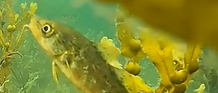 Image of a juvenile gadoid under water