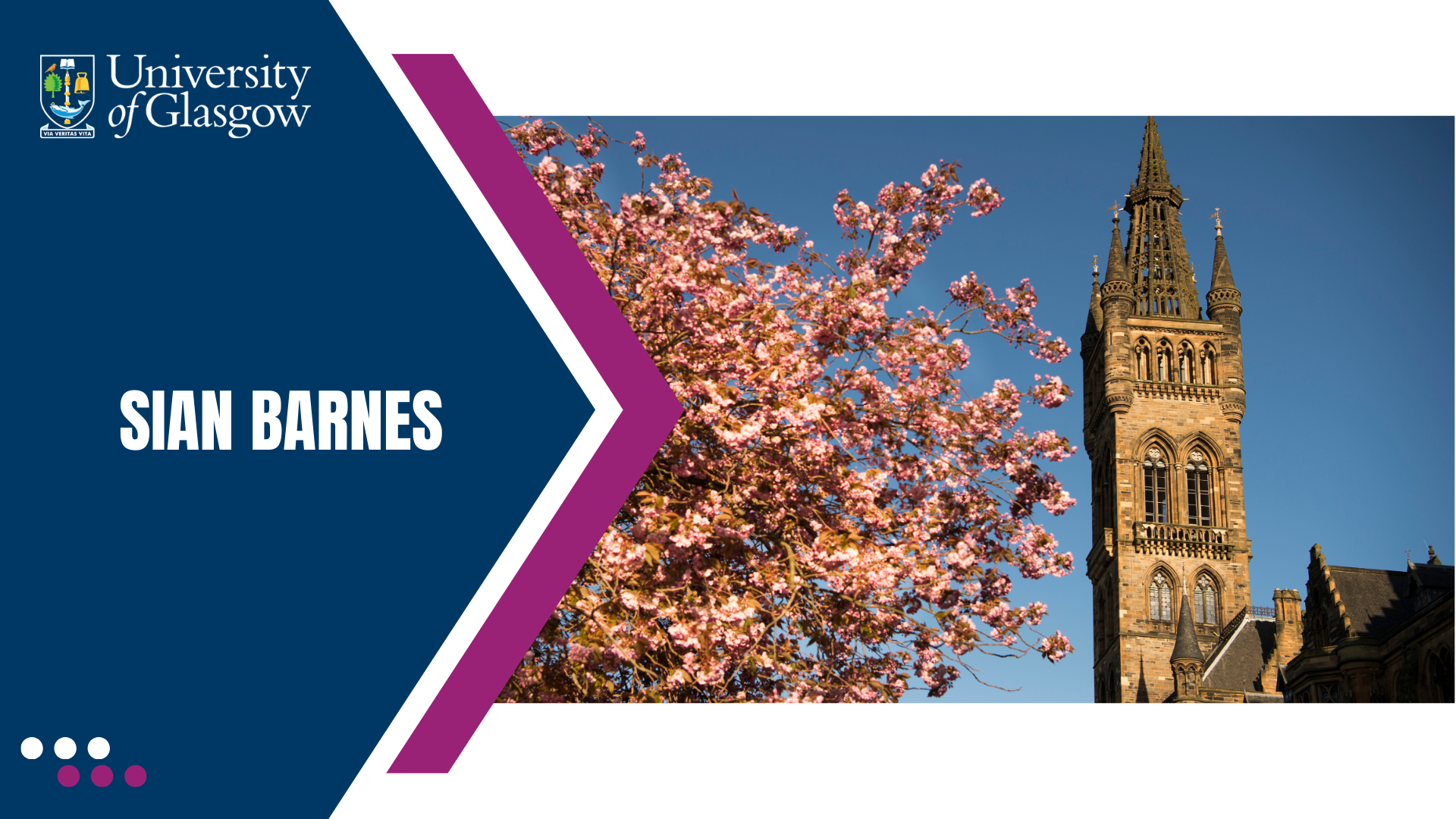 Image of UofG tower with cherry blossoms