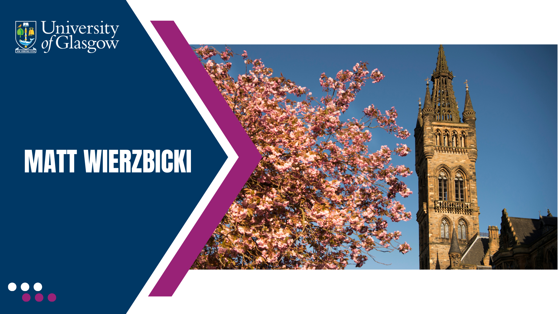 Image of UofG tower with pink cherry blossoms