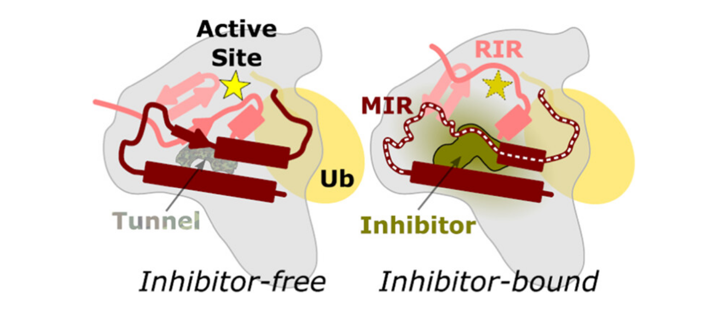 Schematic showing changes in USP1 on binding of KSQ-4279