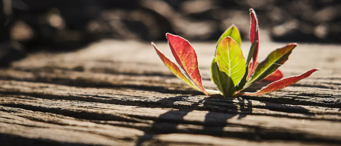 Leaves growing through old wooden picnic bench