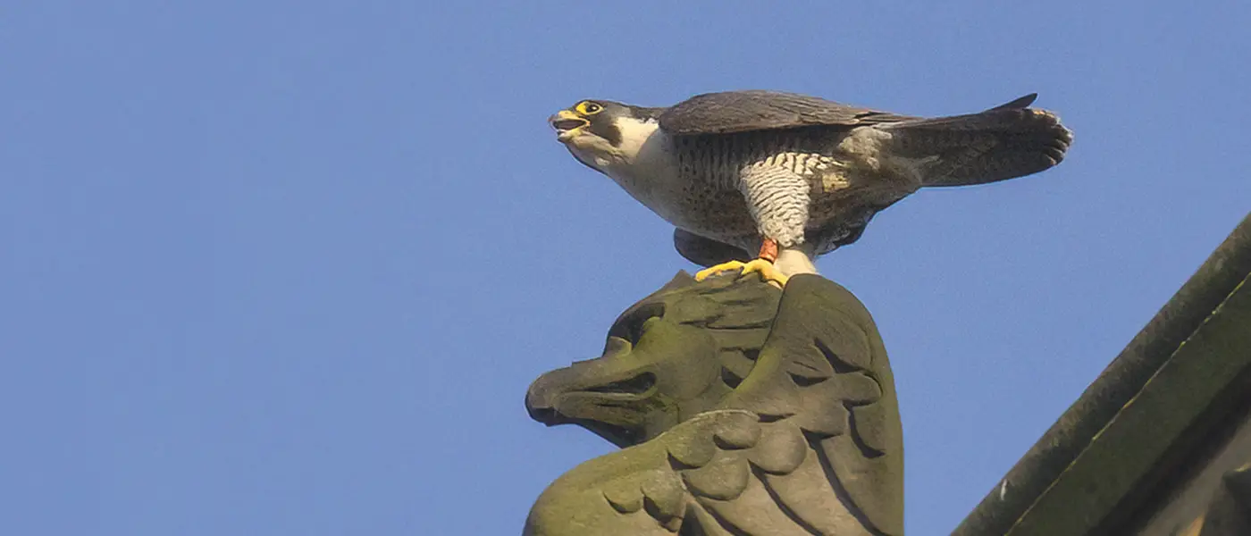 Peregrine Falcon on the University Tower