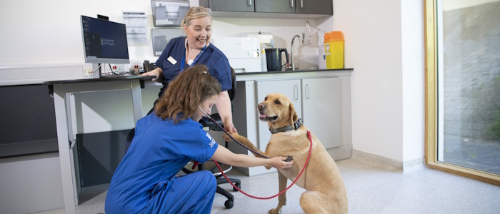 Image of vets working with a Labrador dog for illustrative purposes.