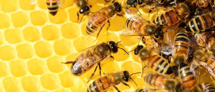 November blog website tile - honey bees