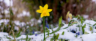 Yellow daffodil in snow