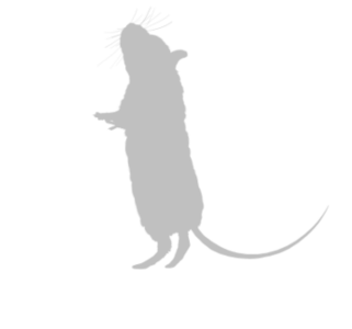 silhouette of a mouse standing on her back legs
