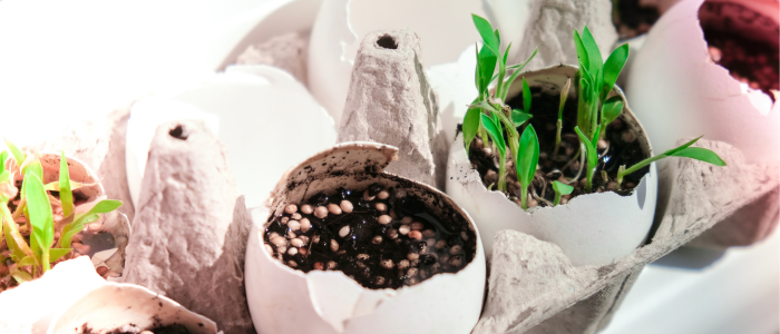 seeds growing in egg shells