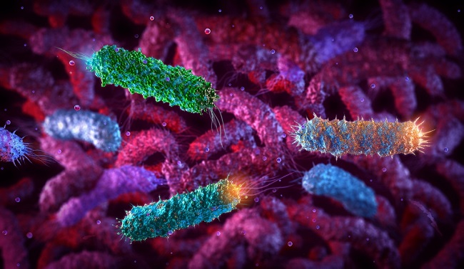 A graphic of E.coli bacteria