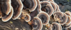 Turkey Tail mushrooms close up