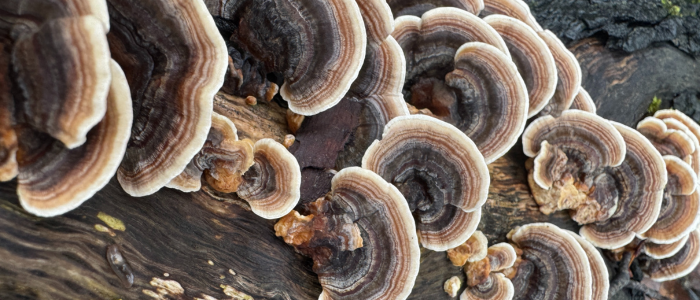 Turkey Tail mushrooms close up