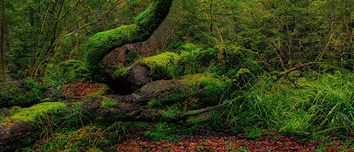 Image of a green woodland with a fallen tree covered in moss