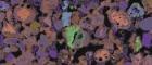 An electron scanning microscope image of a sample of the Derwent Howe rock
