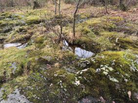 Photo of Bryophytes, mosses, and greenery in Loch Lomond