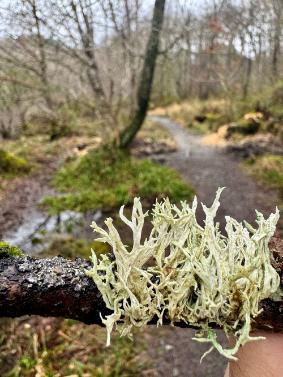 OakMoss in Loch Lomond with trees and a footpath in the background