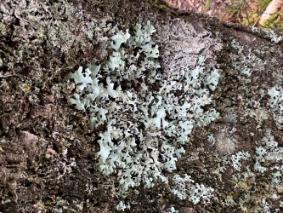A close up of Hypotrachyna in Loch Lomond