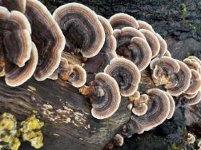 A close up of Turkey Tail Mushrooms