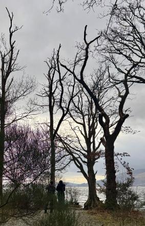 Silhouette of trees in Loch Lomond grey evening