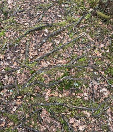 Tree roots criss-crossed on the ground amongst fallen leaves