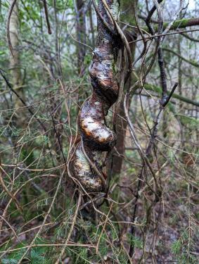 Spiral twisted tree trunk in the woods