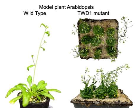 Model plant Arabidopsis diagram