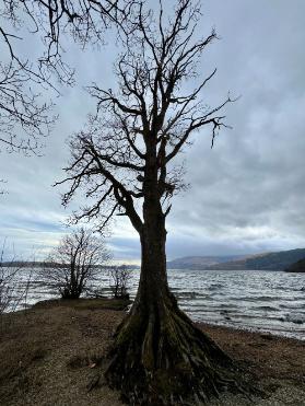 Tall tree on the shores of Loch Lomond no leaves dark silhouette